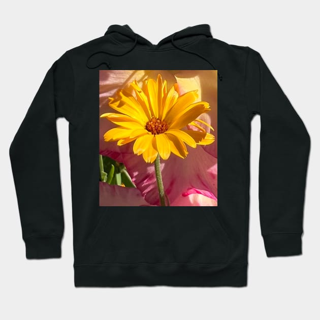 Rising Yellow Daisy Flower Hoodie by Photomersion